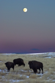 Buffalo-Moon-at-Bear-Butte-media
