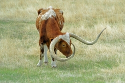Long-Horn-1-media