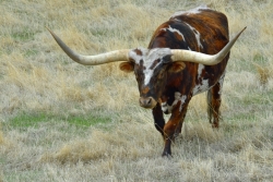 Long-Horn-2-media