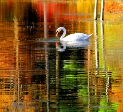 Long-Island-Swan-media