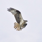 Osprey-1-media