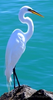 Sea-Bird-1