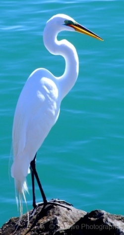 Sea-Bird-1