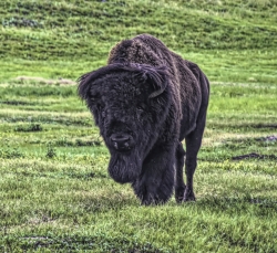 Windcave-Bison-1-media
