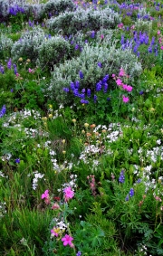 Big-Horn-Flowers-1