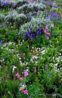 Big-Horn-Flowers-1