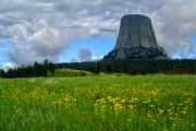 Devils-Tower-and-Flowers