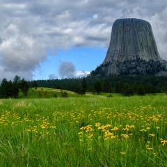 Devils-Tower-and-Flowers